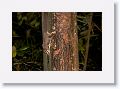 Sugar Glider.