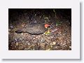 Brush Turkey.