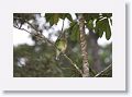 Green Catbird.
