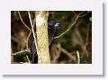 Black Butcherbird.