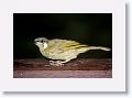 Lewin's Honeyeater.