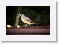 Female Victoria's Riflebird.
