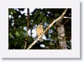 Female Victoria's Riflebird.
