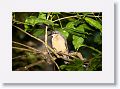 Female Victoria's Riflebird.