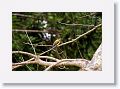 Figbird.