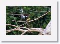 Figbird.