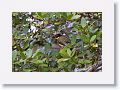 Figbird.