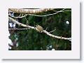 Lewin's Honeyeater.
