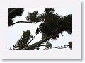 Pied Currawong.