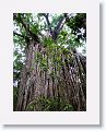 Curtain Figtree.
