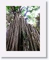 Curtain Figtree.