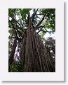 Curtain Figtree.