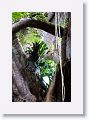 Curtain Figtree.