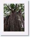 Curtain Figtree.