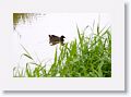 Dusky Moorhen.