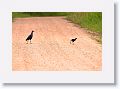 Purple Swamphen with chick.