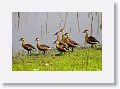 Wandering Whistling-ducks at Hasties Swamp.