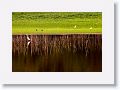 Hasties Swamp.
