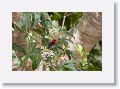 Male Scarlet Honeyeater.