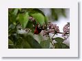 Male Scarlet Honeyeater.