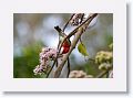 Male Scarlet Honeyeater.