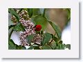 Male Scarlet Honeyeater.