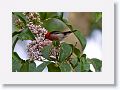 Male Scarlet Honeyeater.