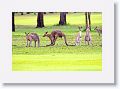 Eastern Grey Kangaroos, Mareeba Golf Course.