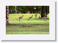 Eastern Grey Kangaroos, Mareeba Golf Course.