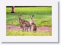 Eastern Grey Kangaroos, Mareeba Golf Course.