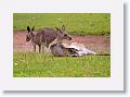 Eastern Grey Kangaroos, Mareeba Golf Course.