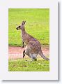 Eastern Grey Kangaroos, Mareeba Golf Course.
