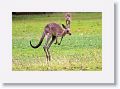 Eastern Grey Kangaroos, Mareeba Golf Course.