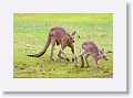 Eastern Grey Kangaroos, Mareeba Golf Course.