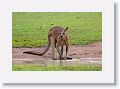 Eastern Grey Kangaroo, Mareeba Golf Course.