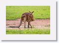 Eastern Grey Kangaroo, Mareeba Golf Course.