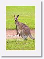 Eastern Grey Kangaroos, Mareeba Golf Course.