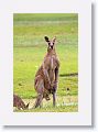 Eastern Grey Kangaroos, Mareeba Golf Course.