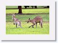 Eastern Grey Kangaroos, Mareeba Golf Course.