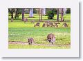 Eastern Grey Kangaroos, Mareeba Golf Course.