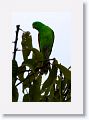 Red-winged Parrot.