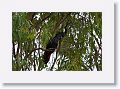 Male Red-tailed Black-cockatoo.