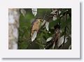 Female Victoria's Riflebird.