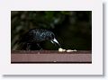 Butcherbird.