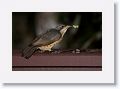 Female Victoria's Riflebird.