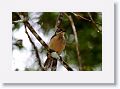 Female Victoria's Riflebird.
