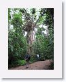 Cathedral Fig Tree.