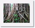 Cathedral Fig Tree.