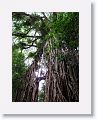 Cathedral Fig Tree.