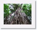 Cathedral Fig Tree.